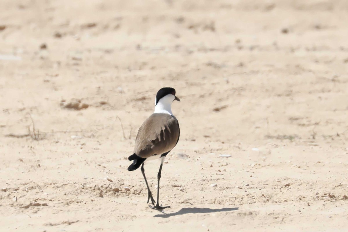 Spur-winged Lapwing - ML613690684