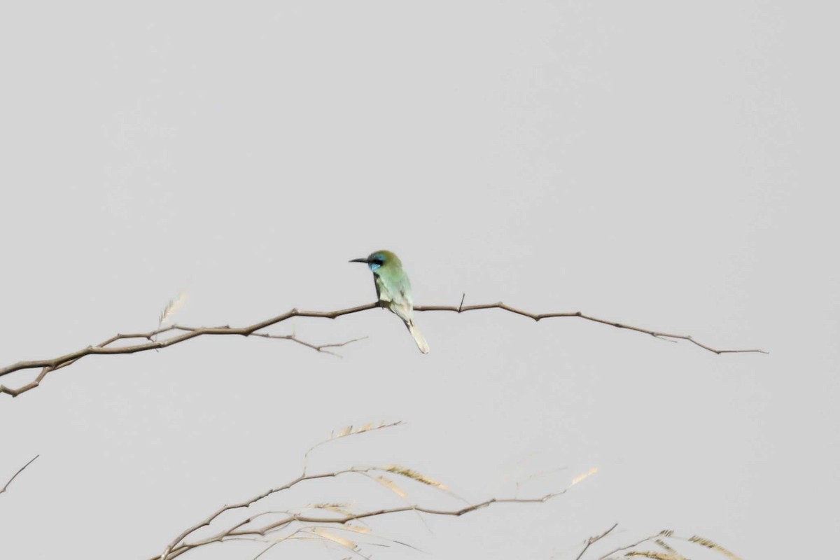 Arabian Green Bee-eater - ML613690691