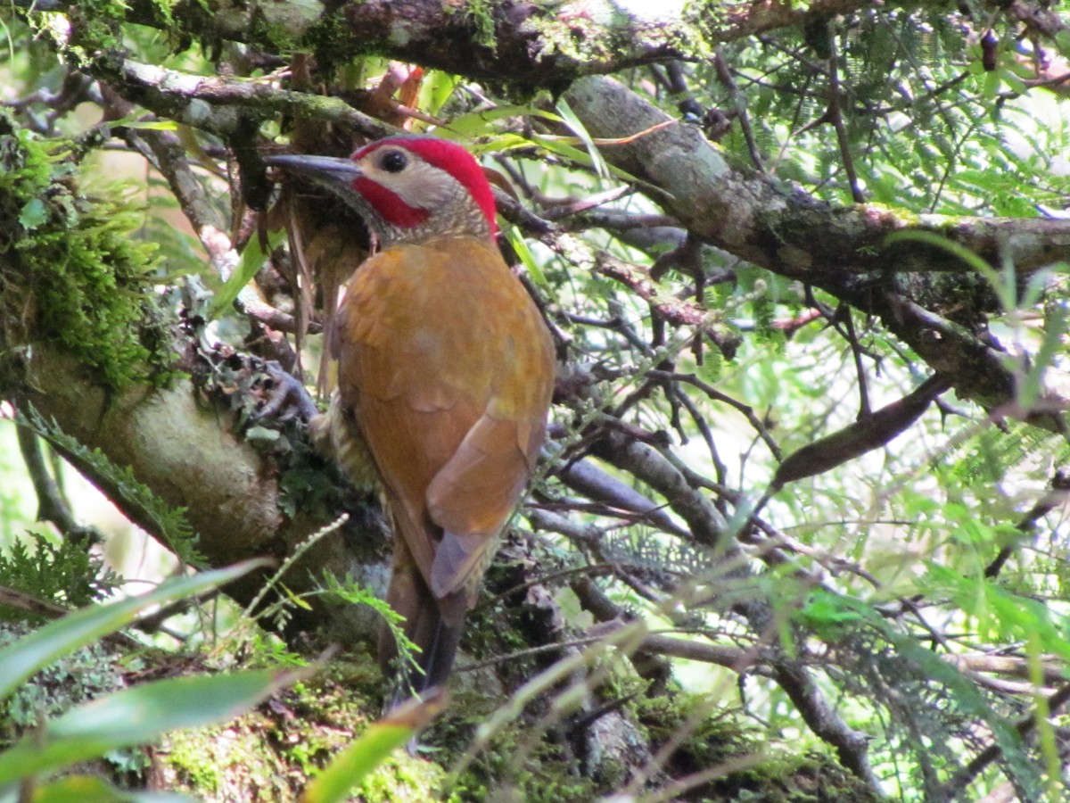 Golden-olive Woodpecker - ML613690738
