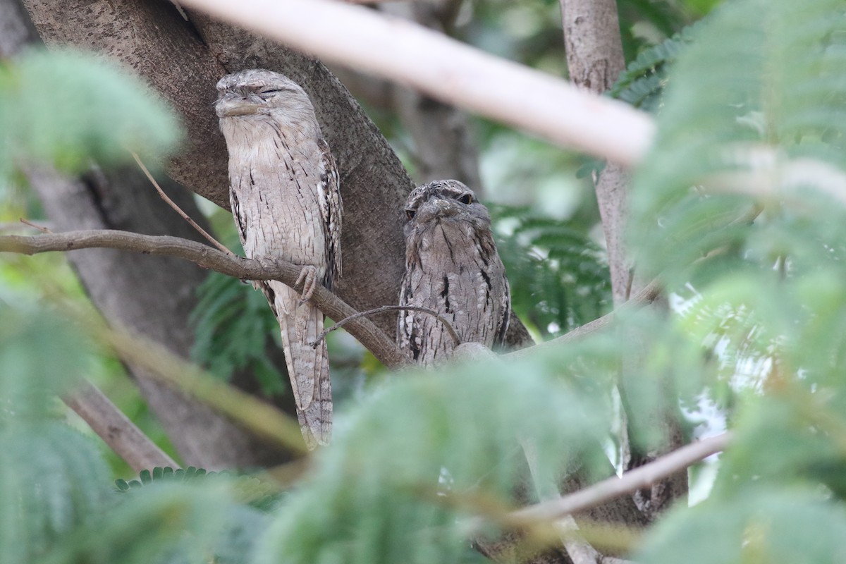 Tawny Frogmouth - Dave O'Connor