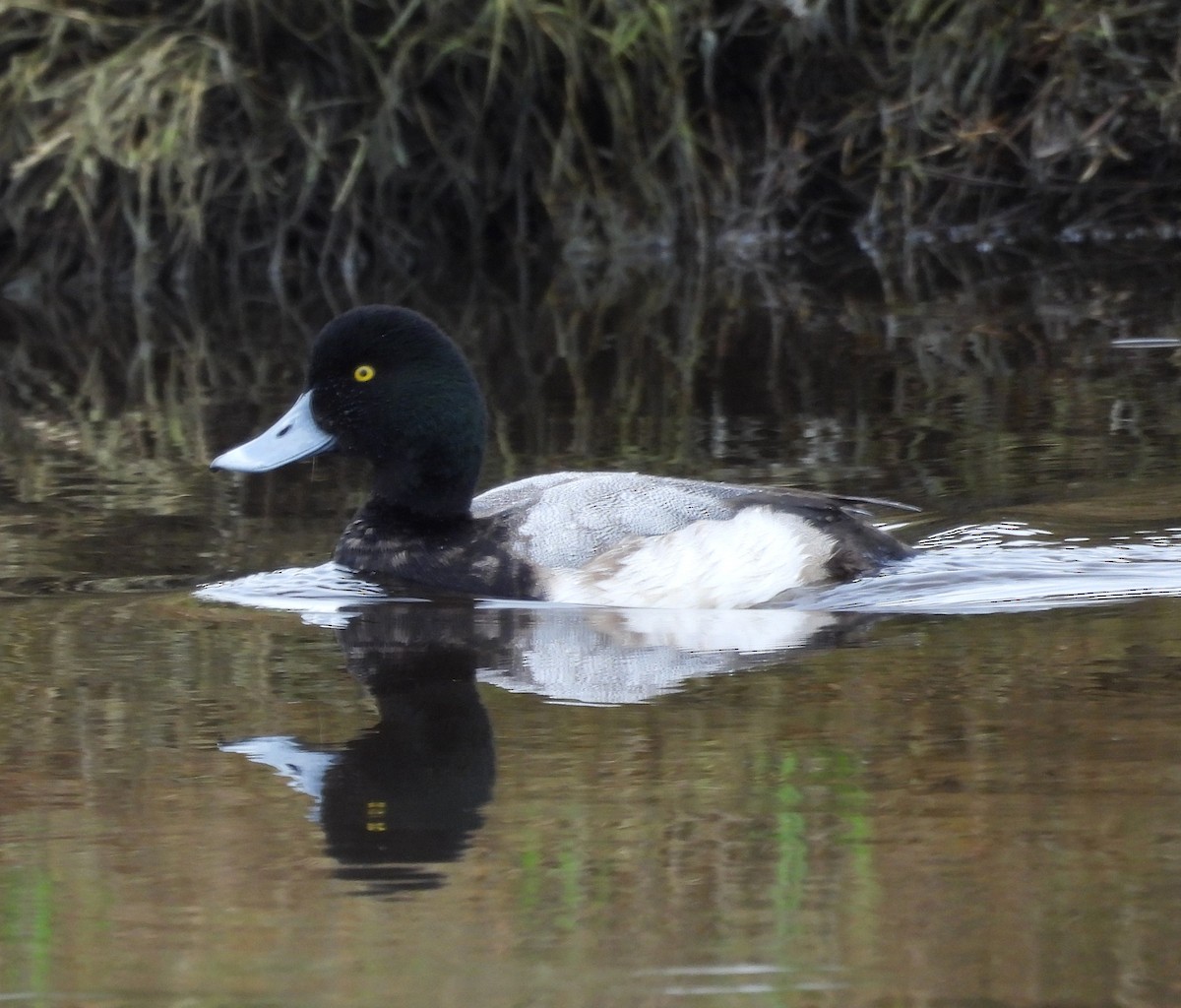 Greater Scaup - ML613690771