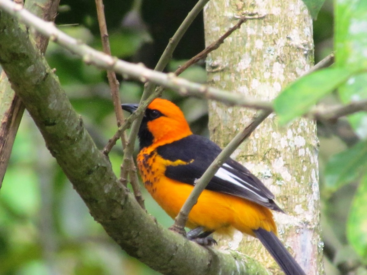 Spot-breasted Oriole - ML613690818