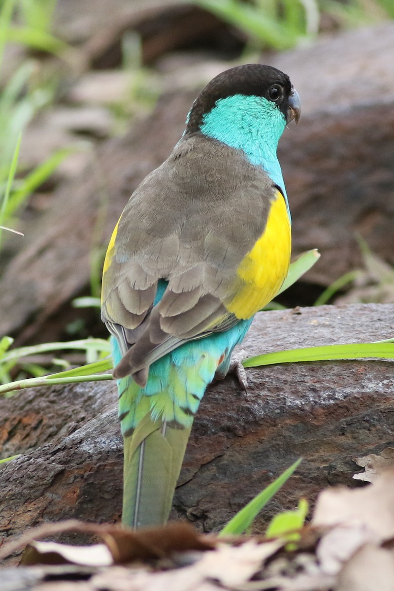 Hooded Parrot - Dave O'Connor