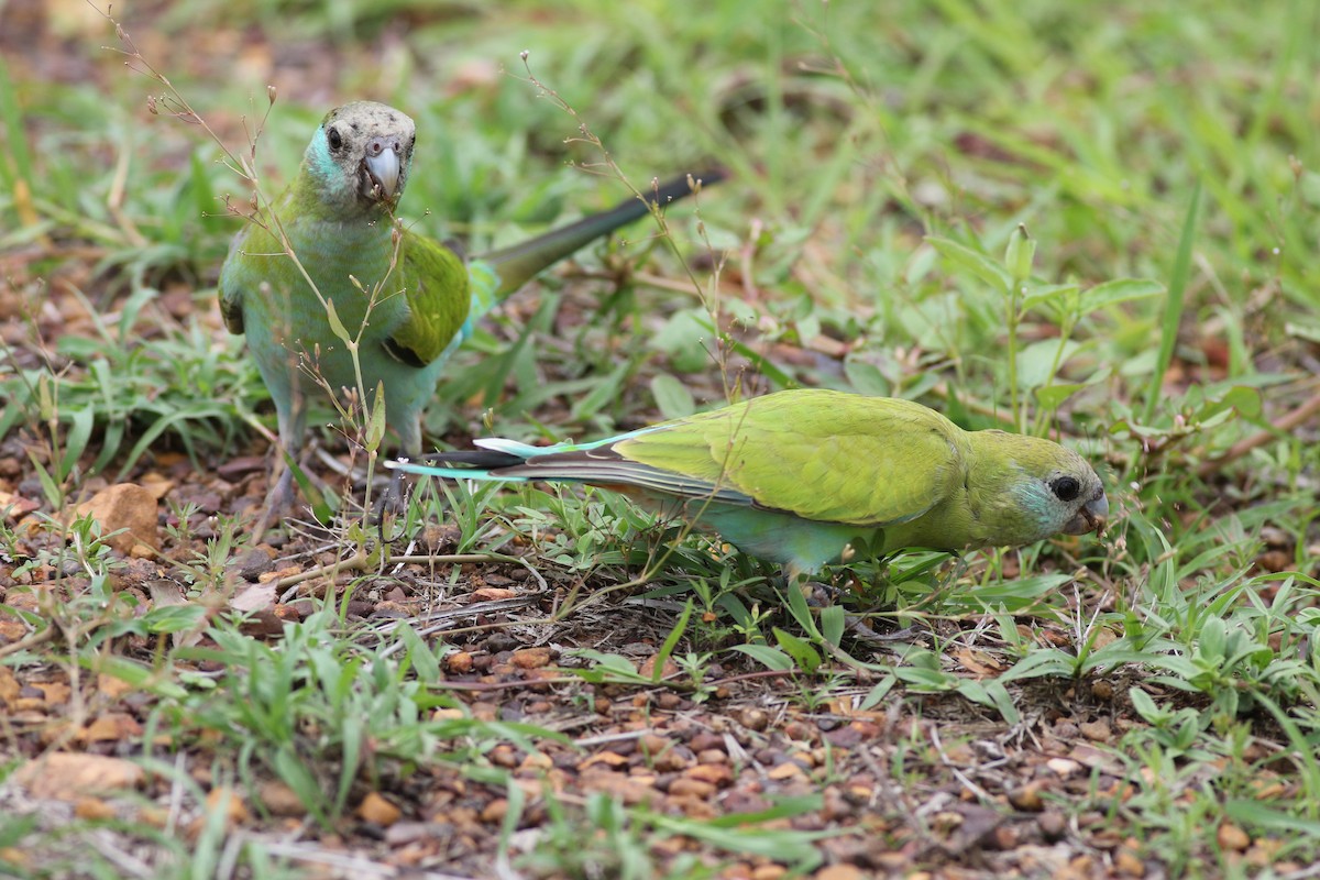 Hooded Parrot - Dave O'Connor