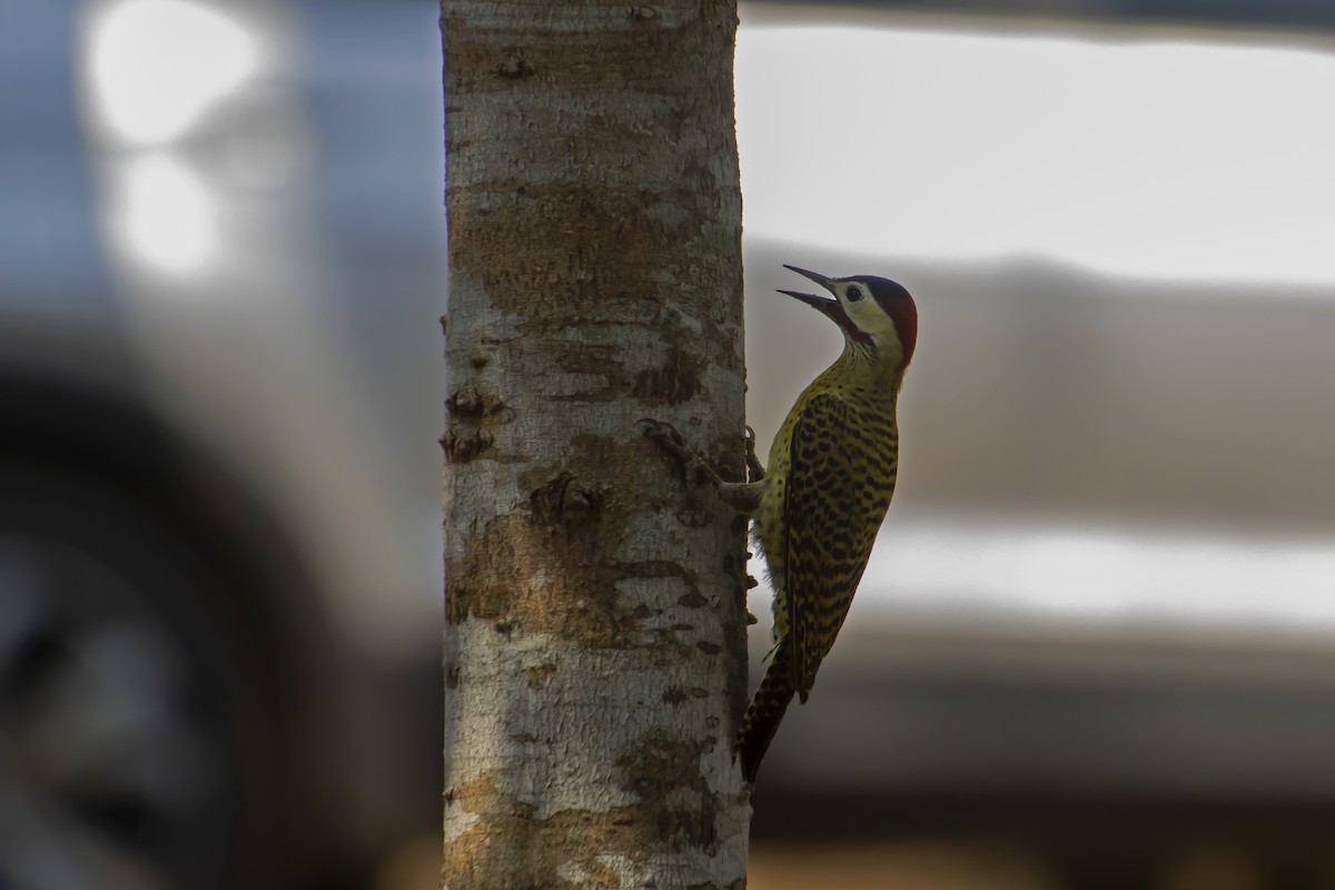 Green-barred Woodpecker - Antonio Rodriguez-Sinovas