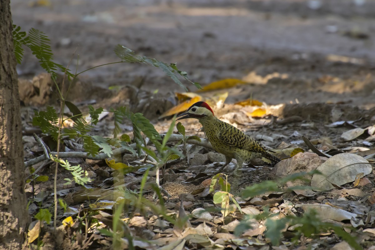 Green-barred Woodpecker - ML613690908