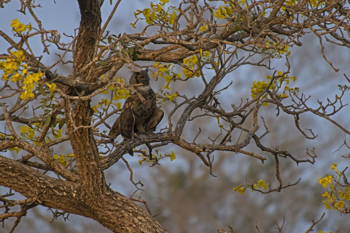 Great Horned Owl - ML613690922