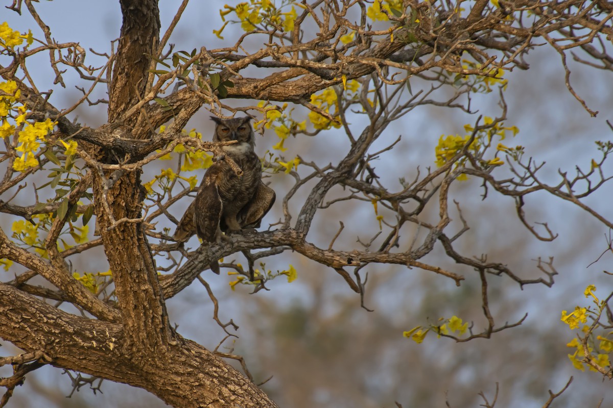 Great Horned Owl - ML613690925