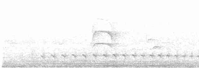Barred Antshrike - ML613690997