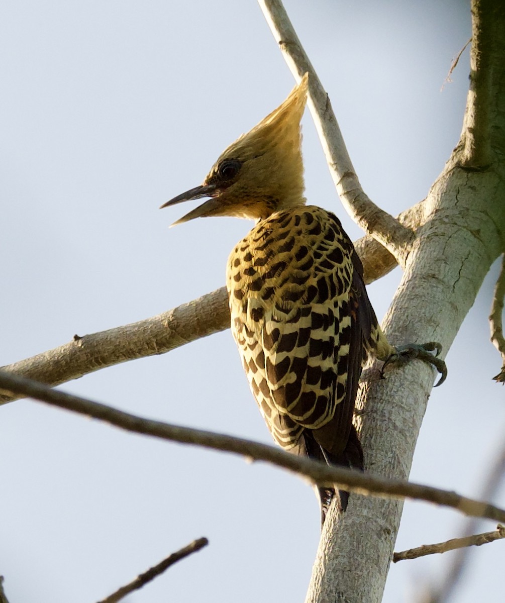Ochre-backed Woodpecker - Yve Morrell