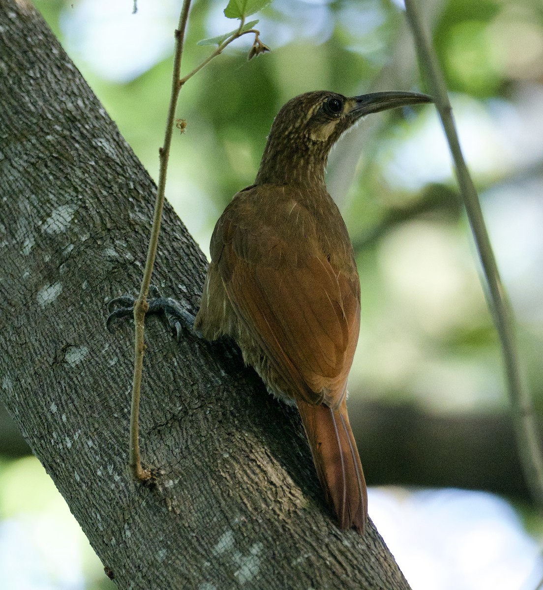 Moustached Woodcreeper - Yve Morrell