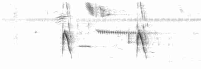 Weißbauch-Dickichtschlüpfer - ML613691381