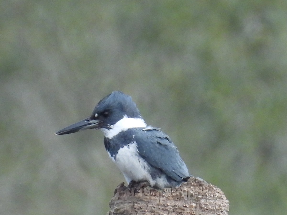 Belted Kingfisher - ML613691432