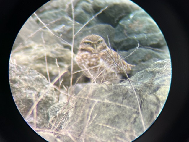 Burrowing Owl (Western) - ML613691507