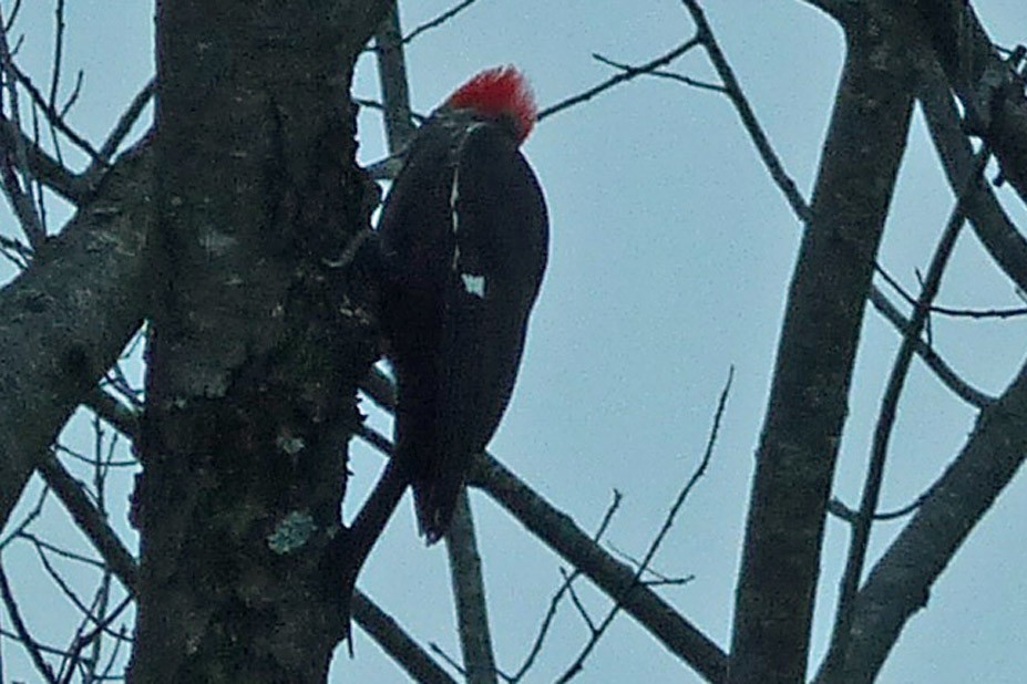 Pileated Woodpecker - ML613691811