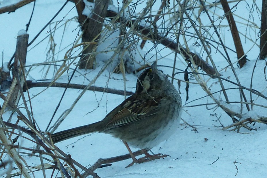 White-throated Sparrow - Ken Januski