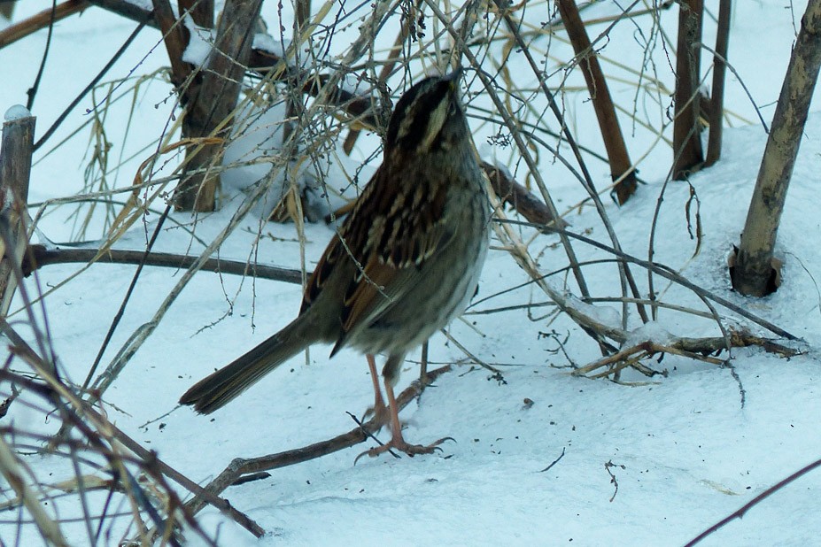 White-throated Sparrow - ML613691902