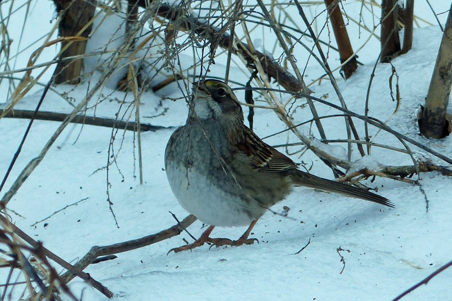 White-throated Sparrow - ML613691903