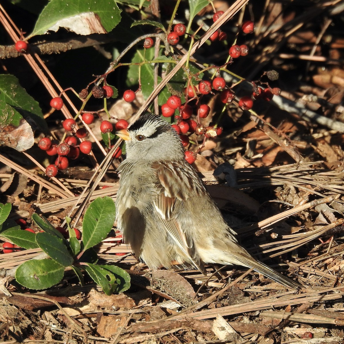 White-crowned Sparrow - ML613692045