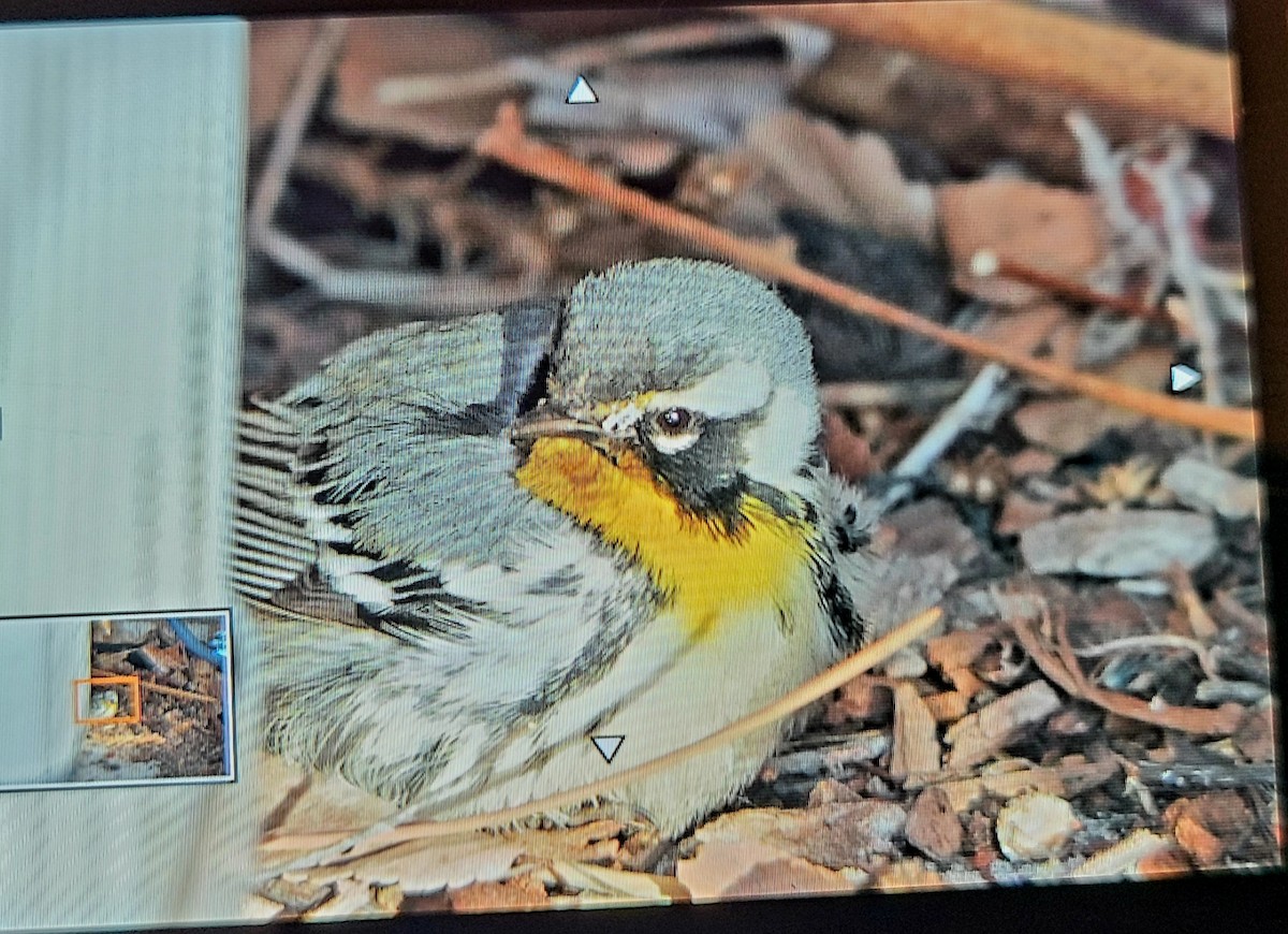 Yellow-throated Warbler - ML613692080