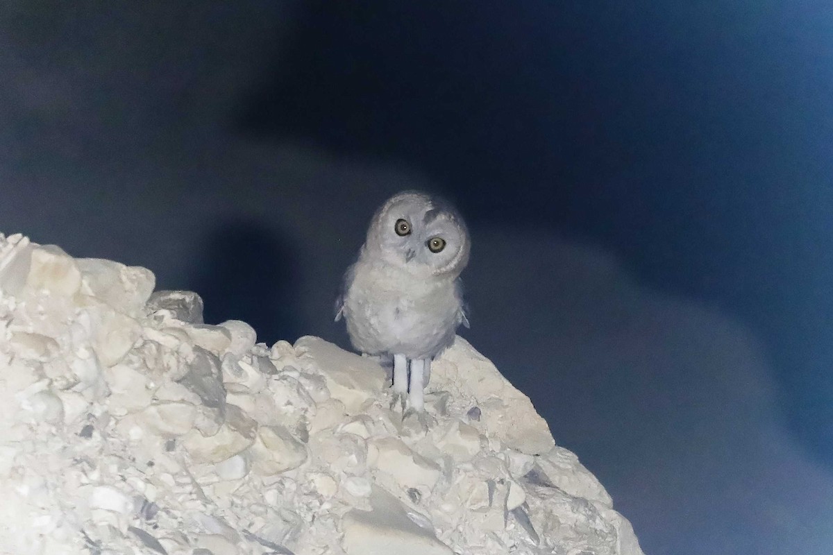 Desert Owl - ML613692269