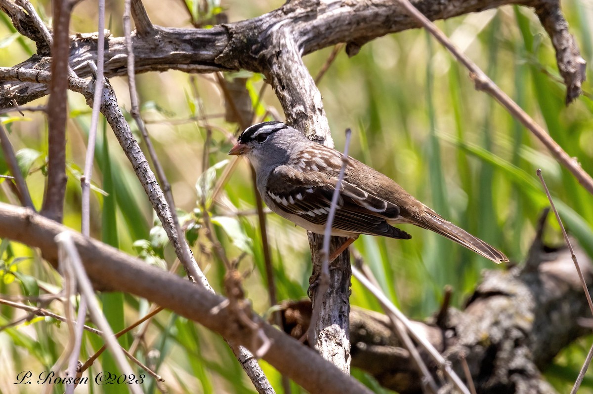 White-crowned Sparrow (leucophrys) - ML613693942