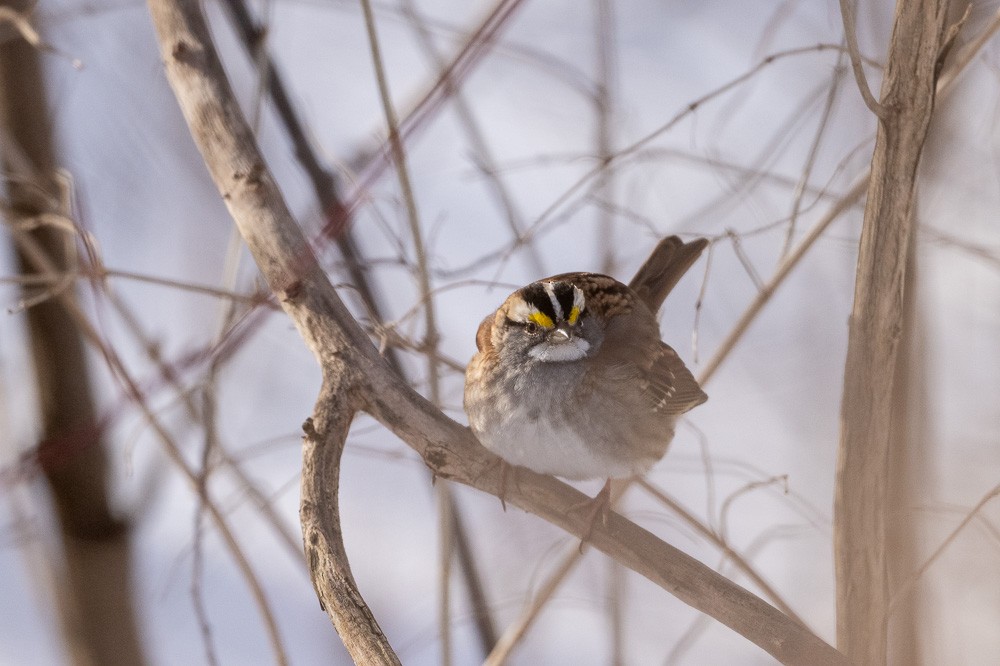 White-throated Sparrow - ML613693956