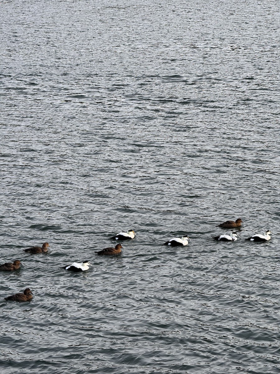 eBird Checklist 18 Jan 2024 Cape Cod CanalHerring Run 4 species