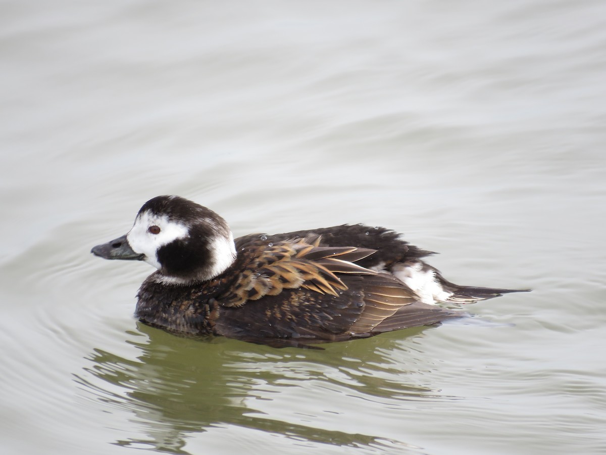 Long-tailed Duck - ML613694285