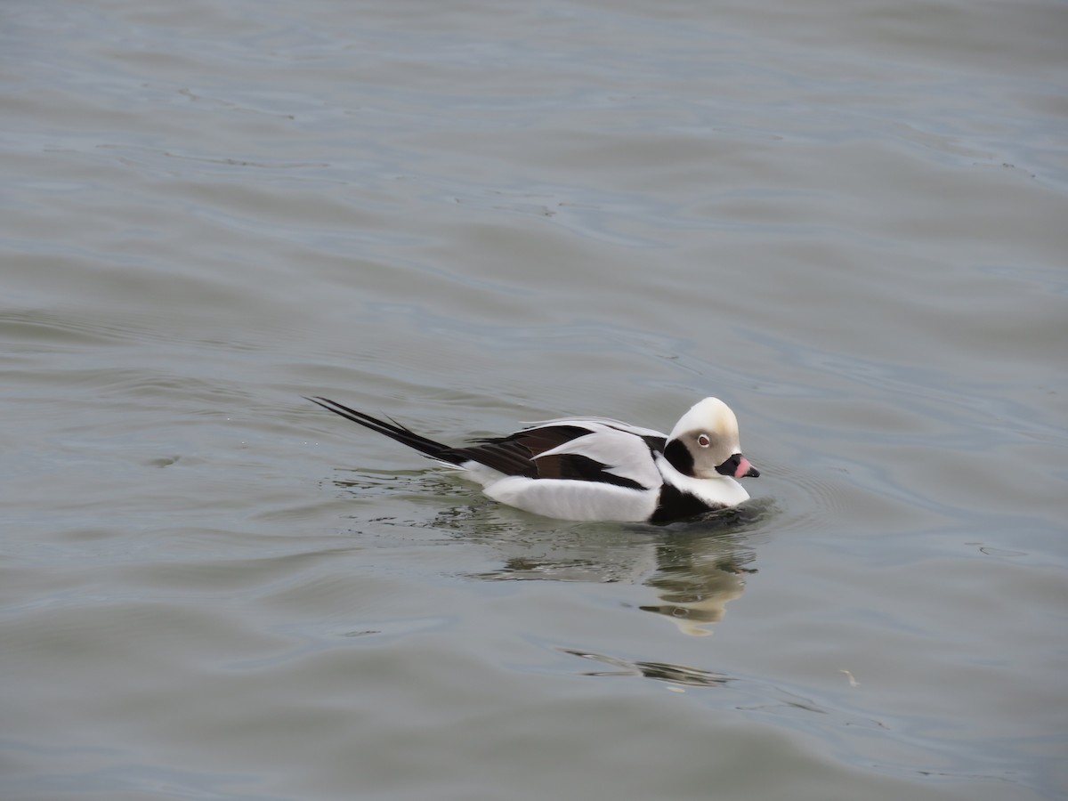 Long-tailed Duck - Becky Laboy