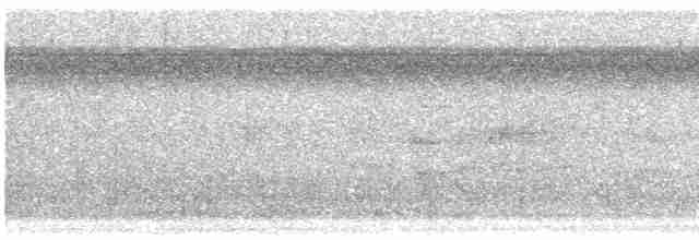Tinamou à petit bec - ML613694360