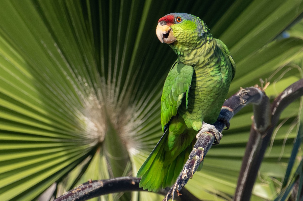 Lilac-crowned Parrot - ML613694930