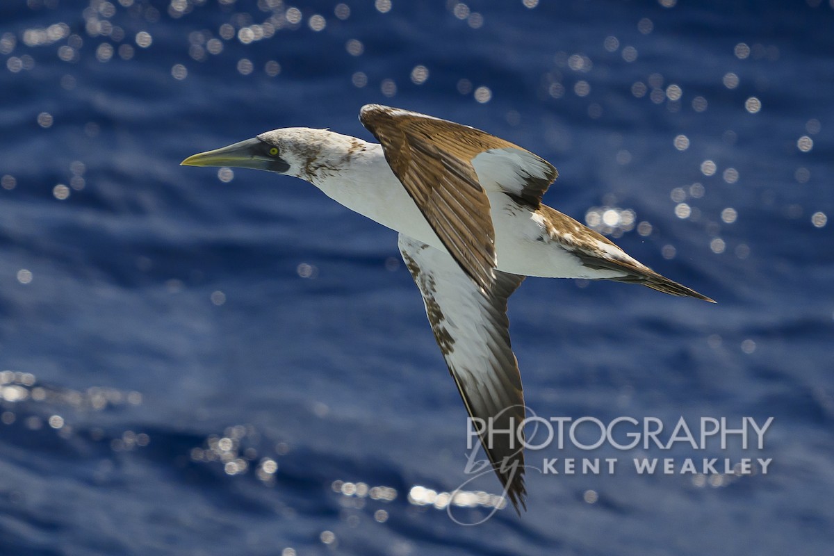 Masked Booby - ML613694966