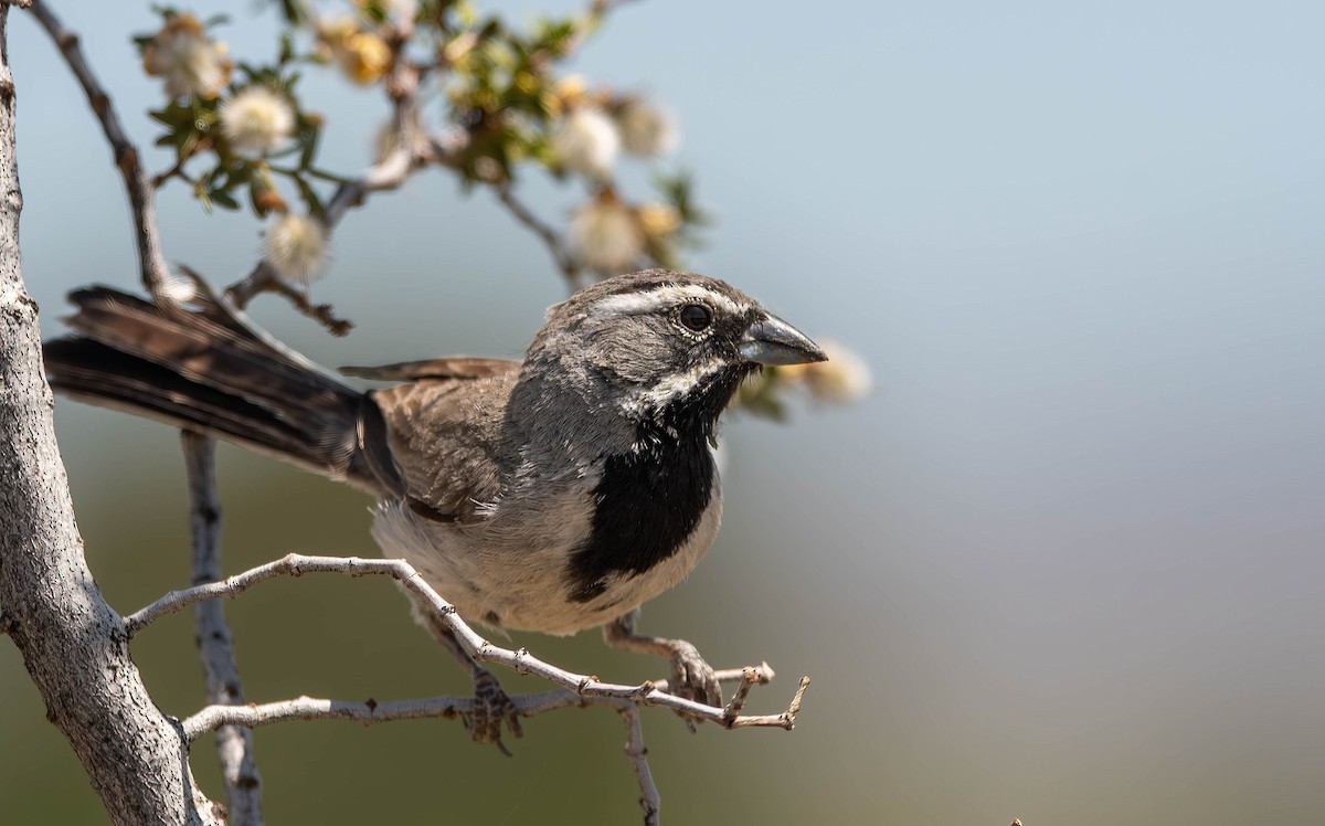 Black-throated Sparrow - ML613695312