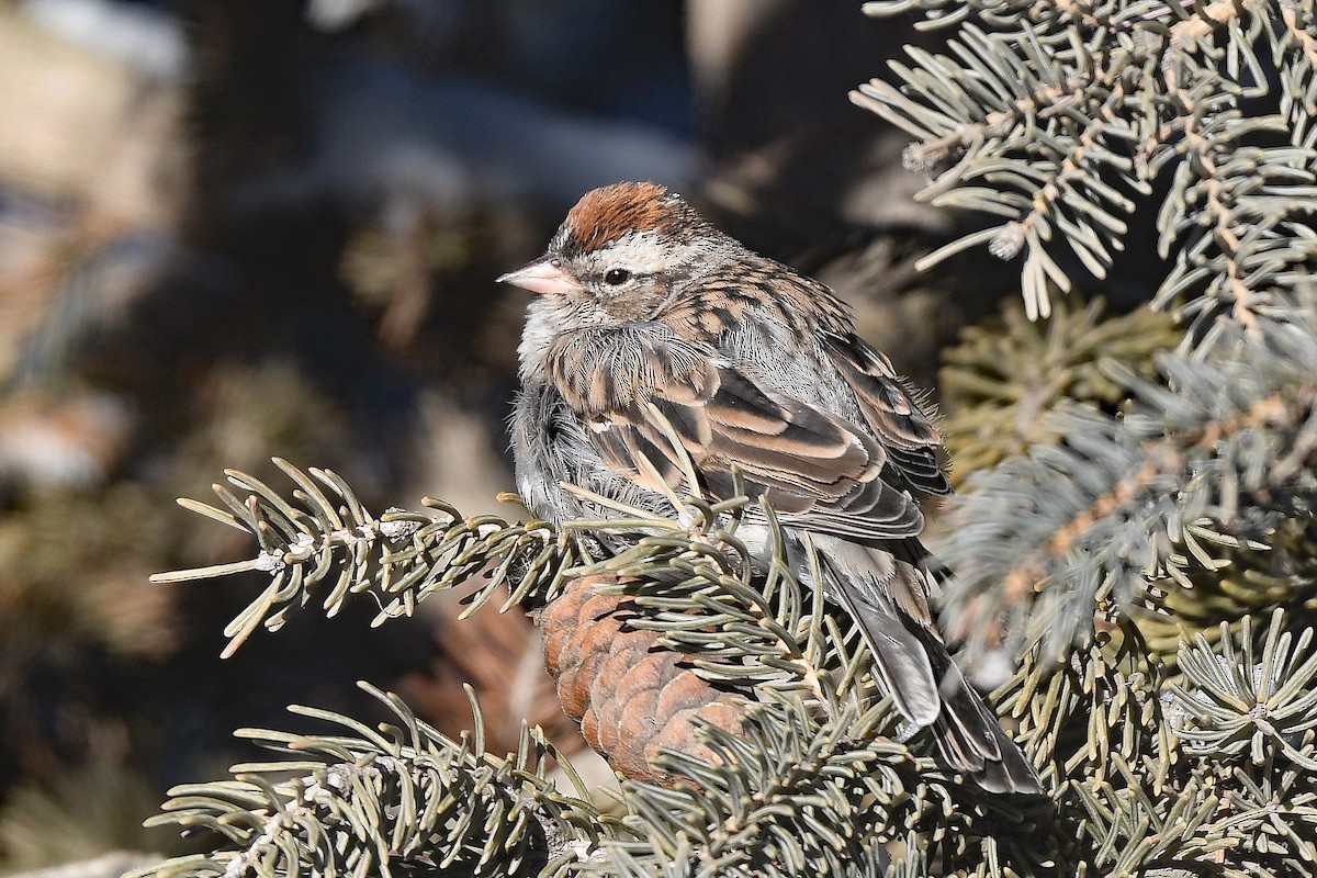 Chipping Sparrow - ML613695315
