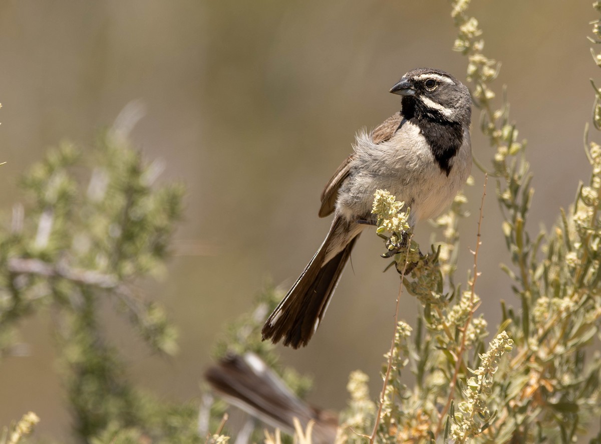 Black-throated Sparrow - ML613695316