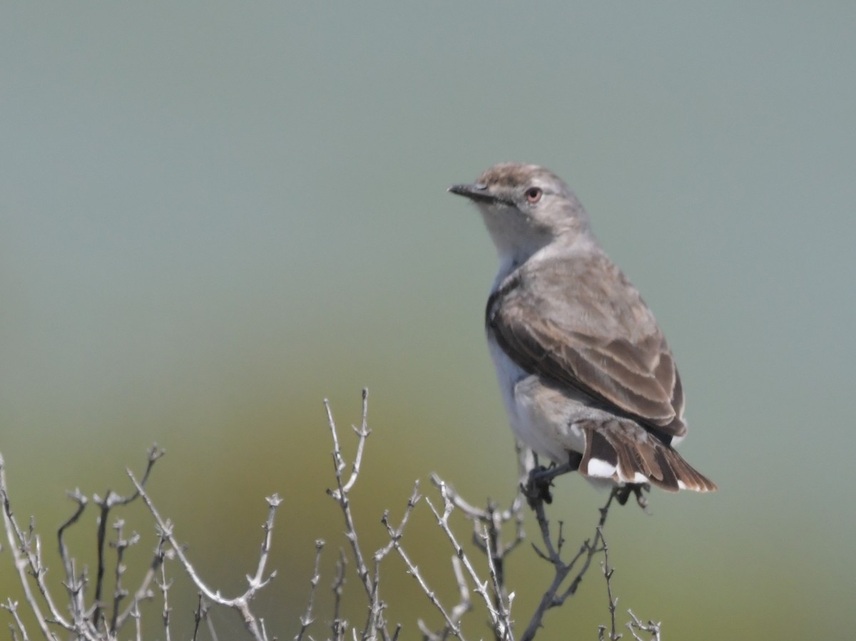 White-fronted Chat - ML613695335