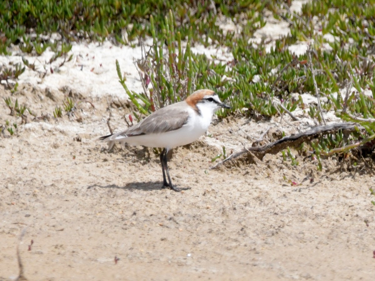 Red-capped Plover - ML613695426