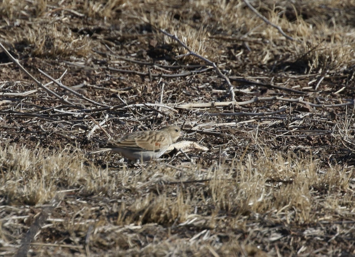 Thick-billed Longspur - ML613695449