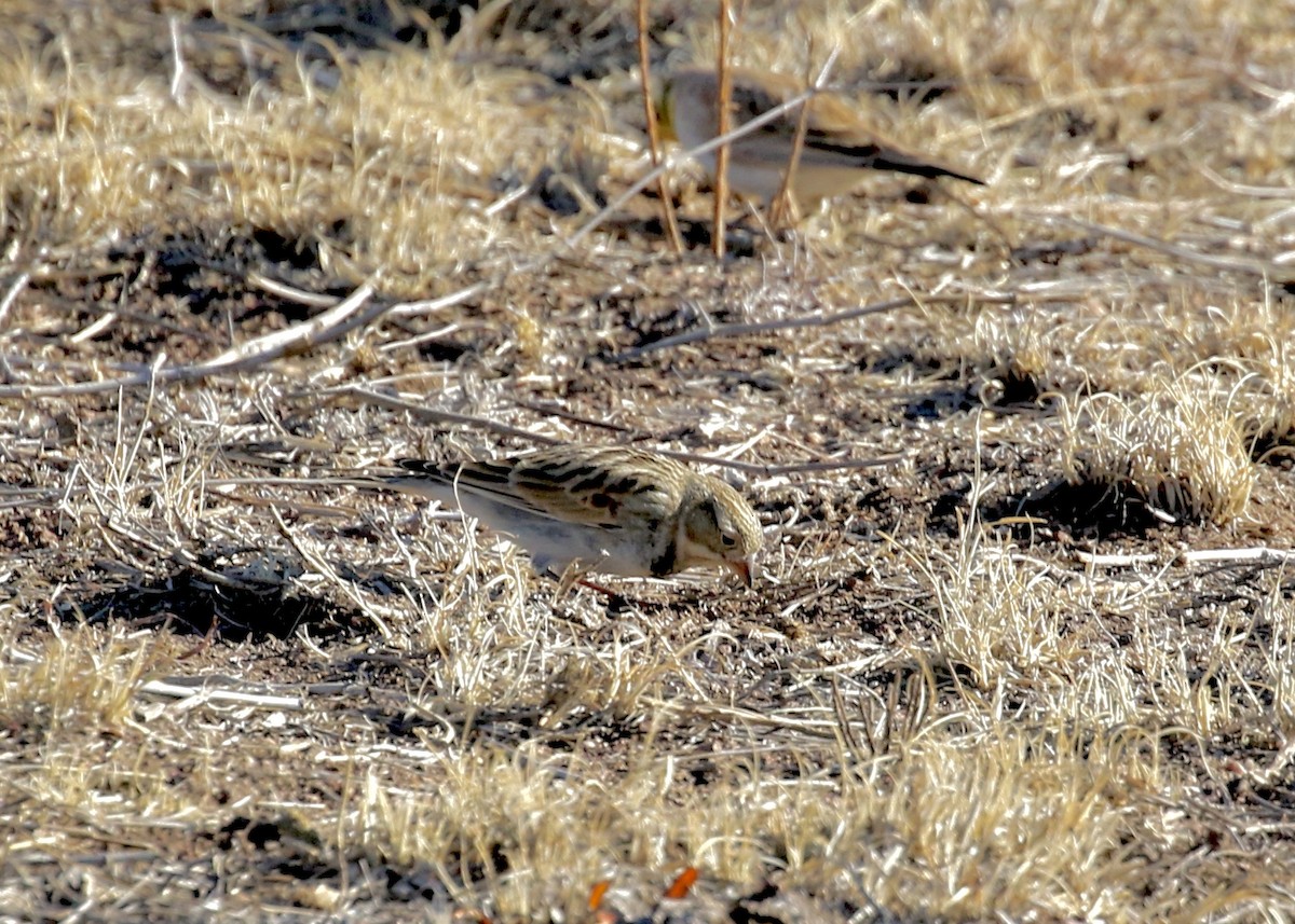 Thick-billed Longspur - ML613695468