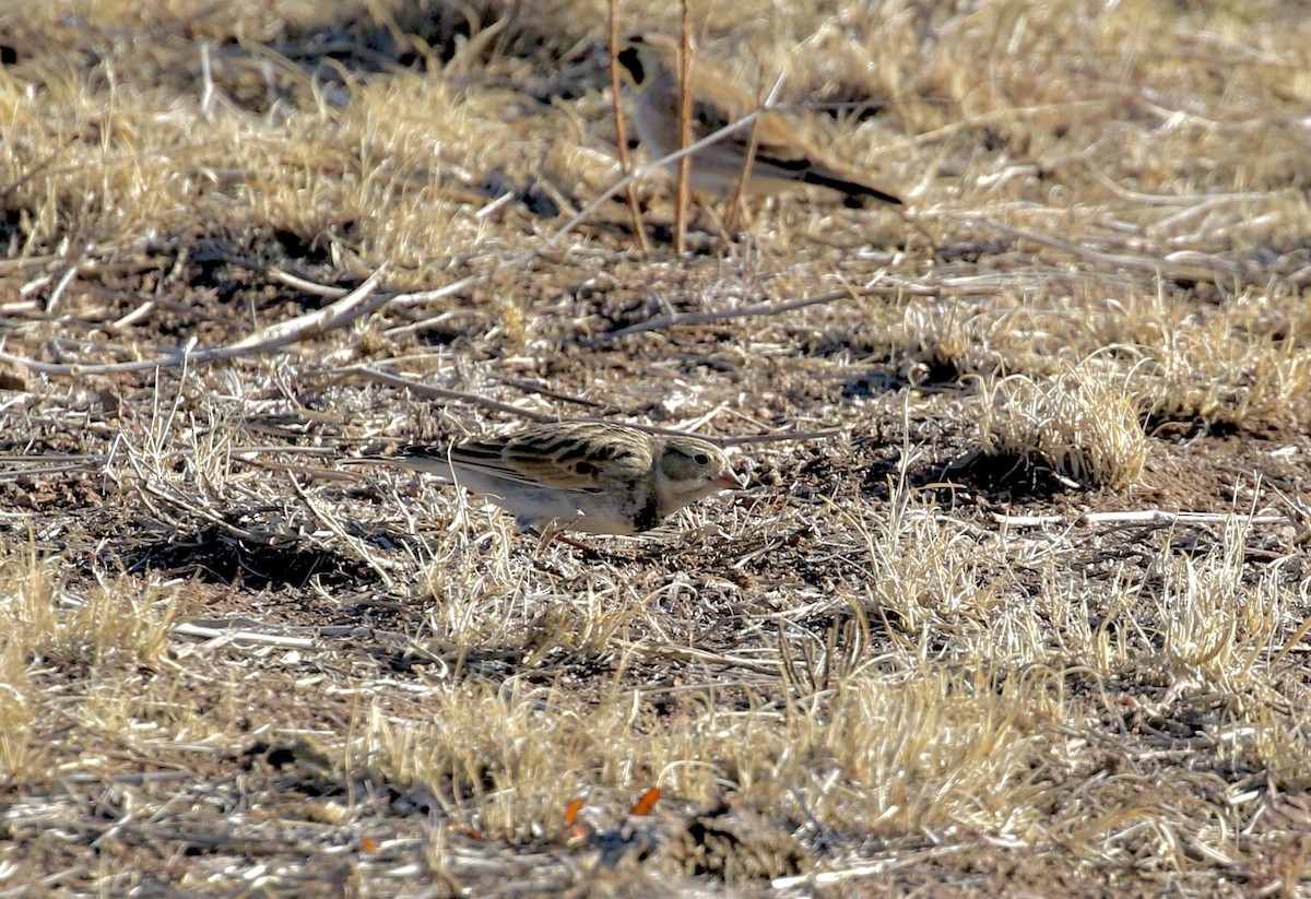 Thick-billed Longspur - ML613695469