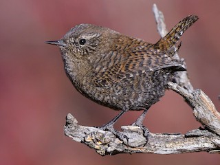 ミソサザイ - eBird