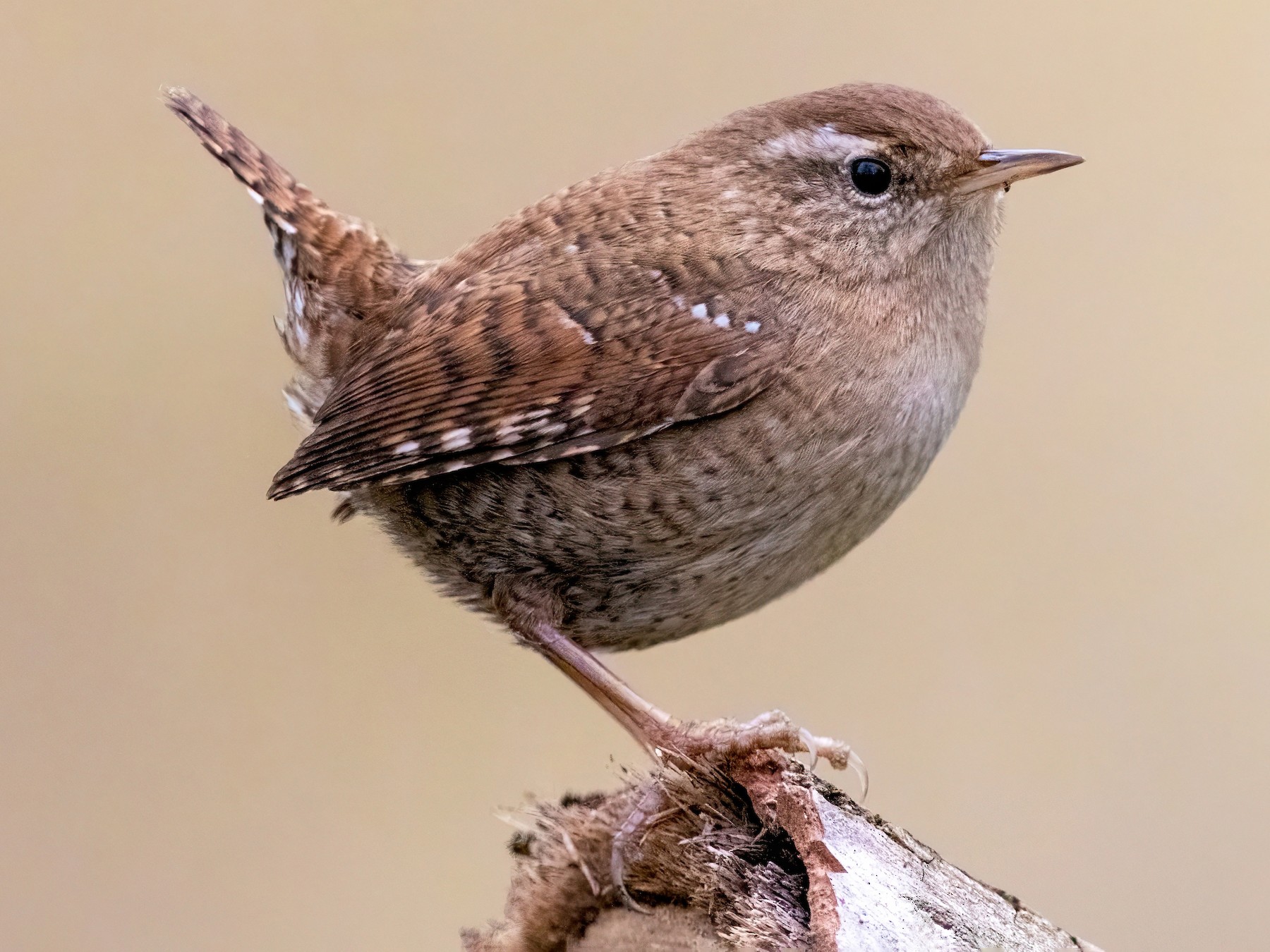 Eurasian Wren - Alexis Lours