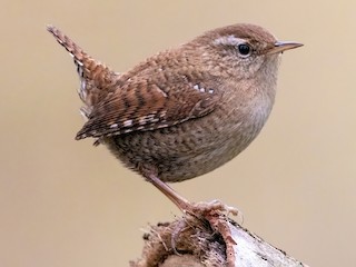  - Eurasian Wren