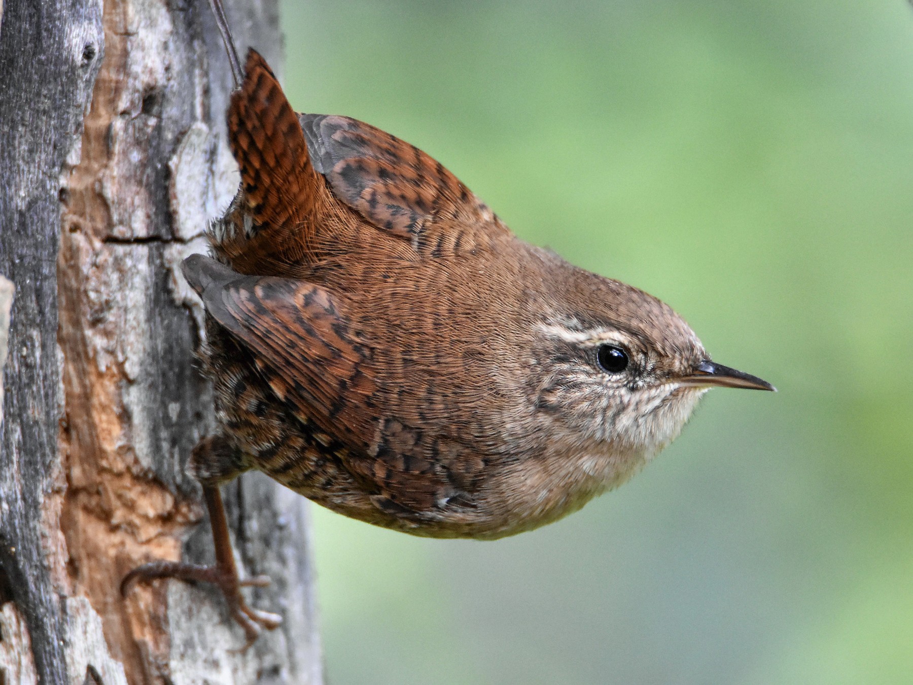 Eurasian Wren - Jaume Lopez Puigbó