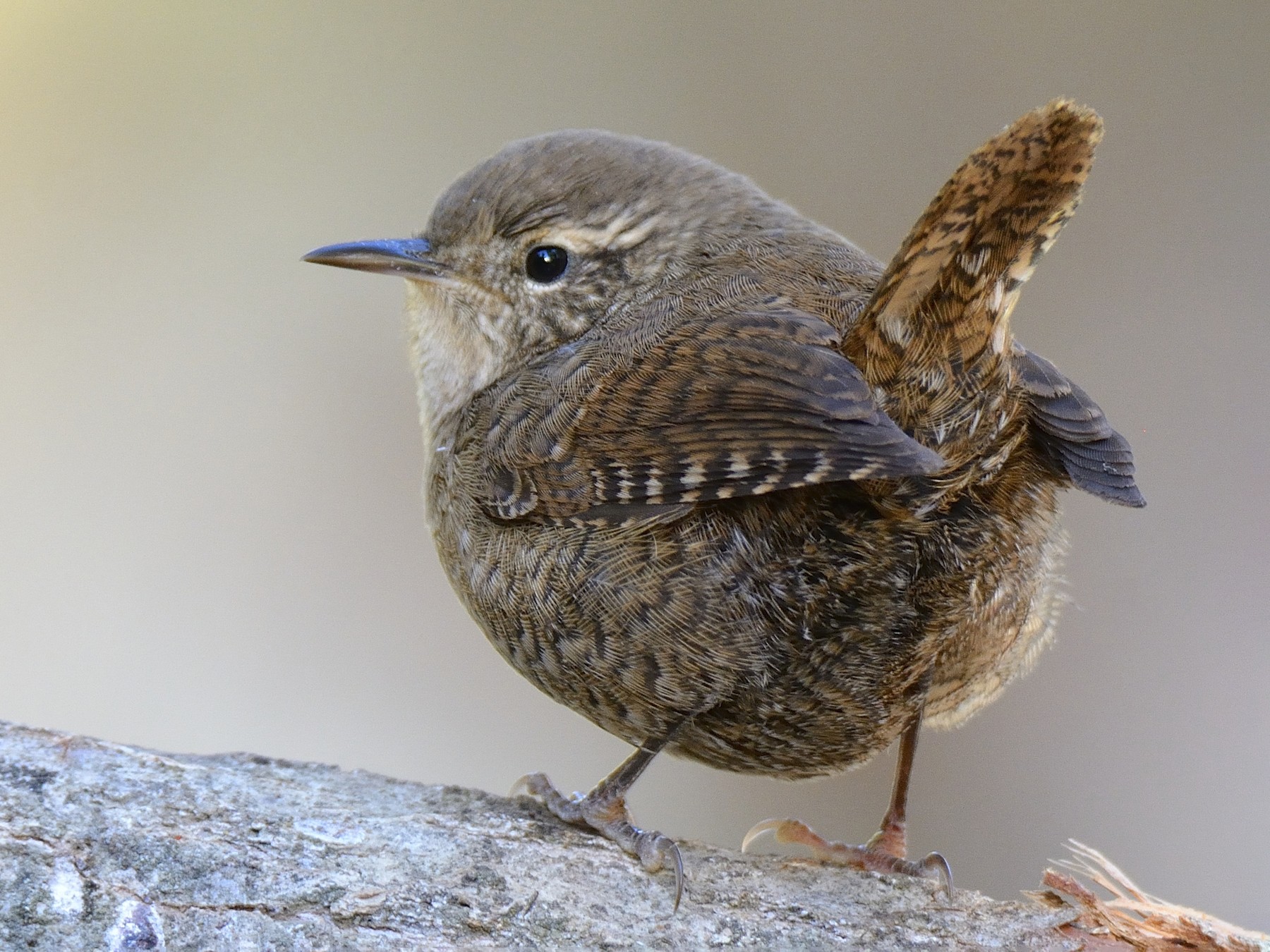 Eurasian Wren - Carlos Alberto Ramírez