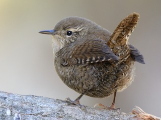 ミソサザイ - eBird
