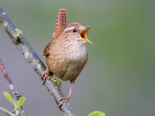 ミソサザイ - eBird