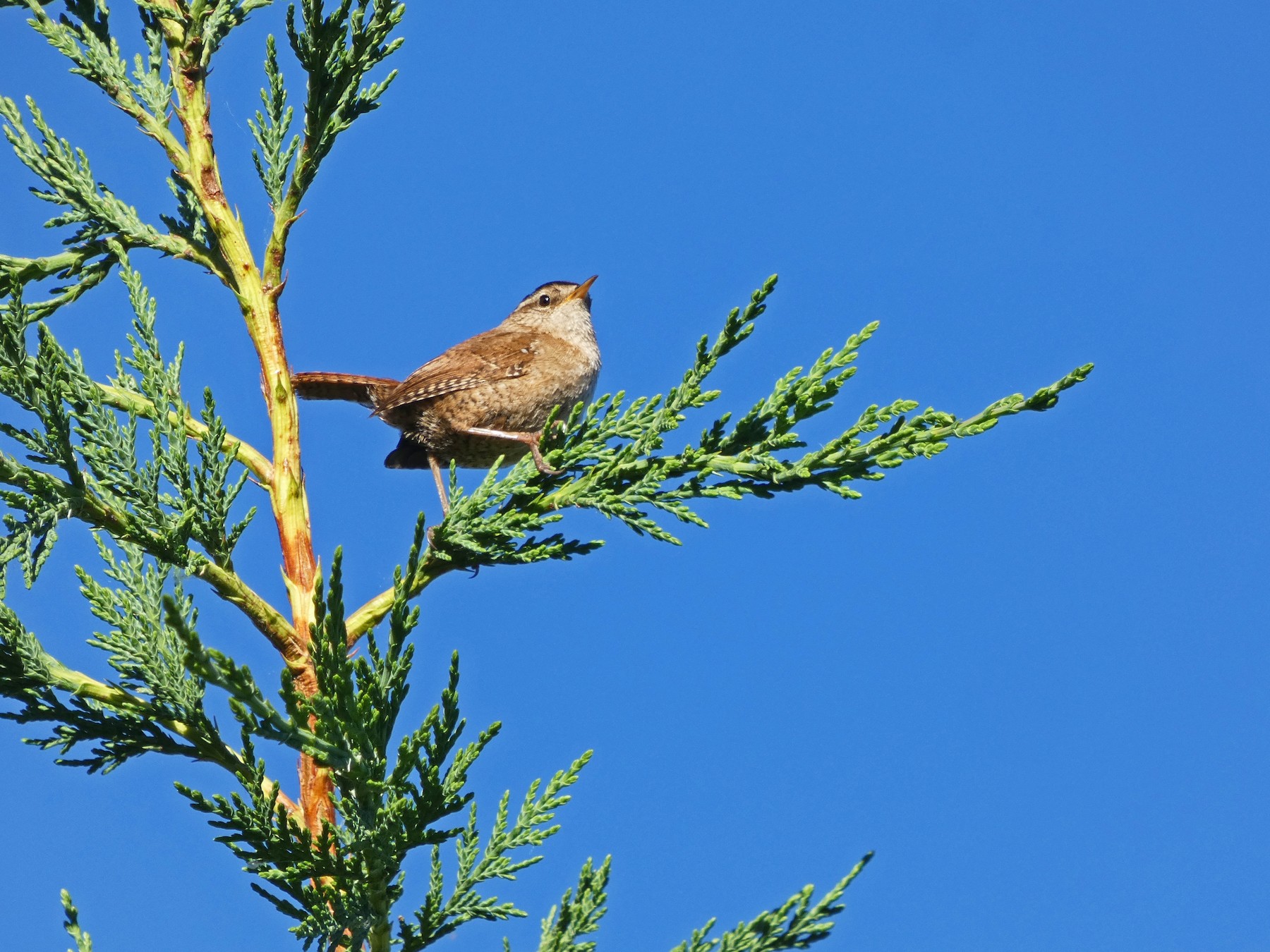 Крапивник - EBird