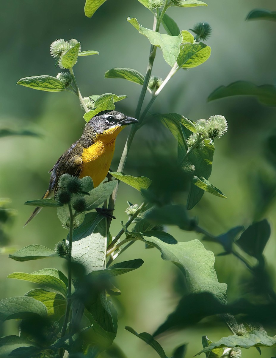 Yellow-breasted Chat - ML613695641